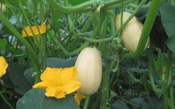 【笋瓜】笋瓜的功效与作用营养价值_笋瓜怎么做好吃_笋瓜的做法大全