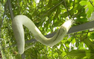 【蛇瓜】蛇瓜的功效与作用营养价值_蛇瓜怎么做好吃_蛇瓜的做法大全