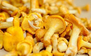 【鸡油菌】鸡油菌的营养价值_鸡油菌怎么做好吃_鸡油菌的做法大全