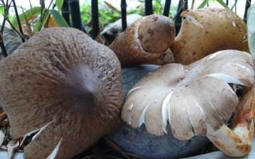 【鸡枞菌】鸡枞菌的营养价值_鸡枞菌怎么做好吃_鸡枞菌的做法大全 【鸡枞菌】鸡枞菌的营养价值_鸡枞菌怎么做好吃_鸡枞菌的做法大全