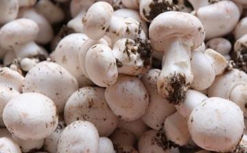 【洋菇】洋菇的营养价值_洋菇怎么做好吃_洋菇的做法大全