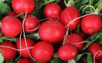 【樱桃萝卜】樱桃萝卜的营养价值_樱桃萝卜怎么做好吃_樱桃萝卜的做法大全