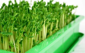 【芽菜】芽菜的功效与作用营养价值_芽菜怎么做好吃_芽菜的做法大全 【芽菜】芽菜的功效与作用营养价值_芽菜怎么做好吃_芽菜的做法大全