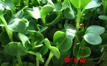 【萝卜苗】萝卜苗的营养价值_萝卜苗怎么做好吃_萝卜苗的做法大全 【萝卜苗】萝卜苗的营养价值_萝卜苗怎么做好吃_萝卜苗的做法大全