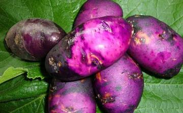 【紫土豆】紫土豆的营养价值_紫土豆怎么做好吃_紫土豆的做法大全