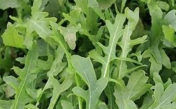 【芝麻菜】芝麻菜的营养价值_芝麻菜怎么做好吃_芝麻菜的做法大全 【芝麻菜】芝麻菜的营养价值_芝麻菜怎么做好吃_芝麻菜的做法大全