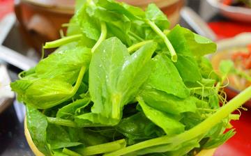 【豌豆尖】豌豆尖的营养价值_豌豆尖怎么做好吃_豌豆尖的做法大全 【豌豆尖】豌豆尖的营养价值_豌豆尖怎么做好吃_豌豆尖的做法大全