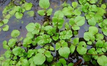 【豆瓣菜】豆瓣菜的营养价值_豆瓣菜怎么做好吃_豆瓣菜的做法大全