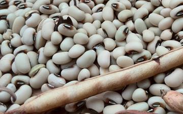 【白豆】白豆的功效与作用营养价值_白豆怎么做好吃_白豆的做法大全