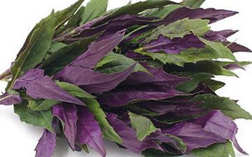 【紫背天葵】紫背天葵的营养价值_紫背天葵怎么做好吃_紫背天葵的做法大全