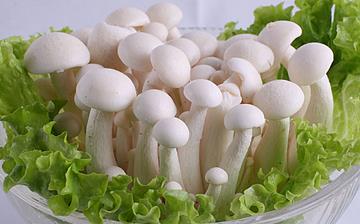【白玉菇】白玉菇的营养价值_白玉菇怎么做好吃_白玉菇的做法大全