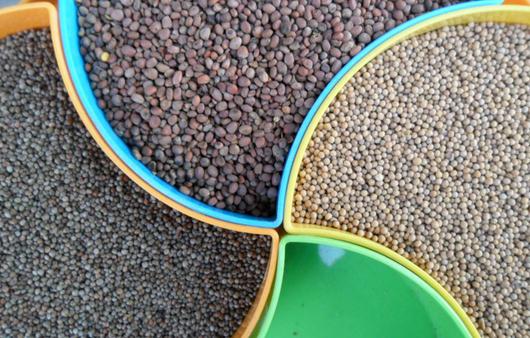 痰多敷白芥子可以吗？