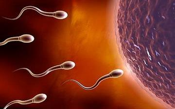 【受精卵】受精卵着床要多久_受精卵发育过程_受精卵发育过程