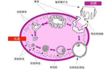 【排卵】排卵期症状_排卵期同房不孕原因_排卵期计算_排卵试纸怎么用