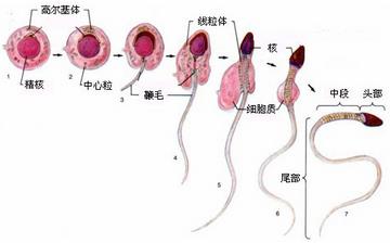 【精子】男人吃什么补精子_精子存活时间是多久_精子成活率正常值_精子发黄是怎么回事