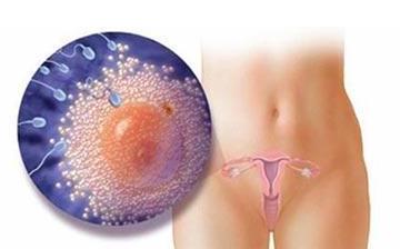 【受孕过程】卵子受精过程_卵子受精后有什么症状_卵子受精过程视频_刚受精成功有什么症状
