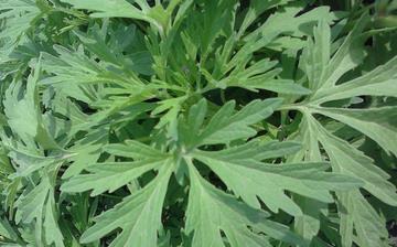 【菊花脑】菊花脑的营养价值_菊花脑怎么做好吃_菊花脑的做法大全