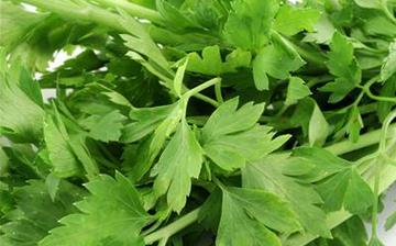【芹菜叶】芹菜叶的营养价值_芹菜叶怎么做好吃_芹菜叶的做法大全 【芹菜叶】芹菜叶的营养价值_芹菜叶怎么做好吃_芹菜叶的做法大全
