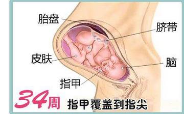 【怀孕34周】怀孕34周发育指标_怀孕34周胎儿变化_妈妈状态_怀孕34周注意事项