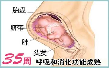 【怀孕35周】怀孕35周发育指标_怀孕35周胎儿变化_妈妈状态_怀孕35周注意事项