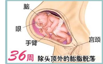 【怀孕36周】怀孕36周发育指标_怀孕36周胎儿变化_妈妈状态_怀孕36周注意事项