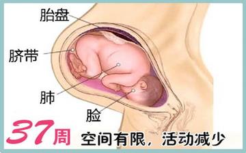 【怀孕37周】怀孕37周发育指标检查_怀孕37周胎儿变化_妈妈状态_怀孕37周注意事项