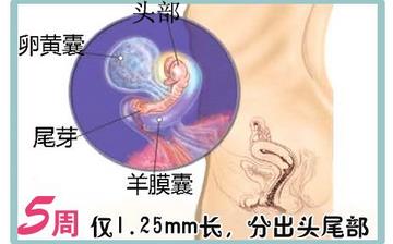 【怀孕5周】早孕5周症状_怀孕5周胎儿图片_怀孕5周吃什么补身体 【怀孕5周】早孕5周症状_怀孕5周胎儿图片_怀孕5周吃什么补身体