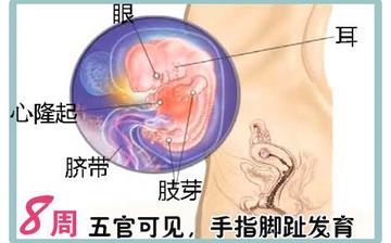 【怀孕8周】早孕8周症状_怀孕8周胎儿图片_怀孕8周吃什么补身体