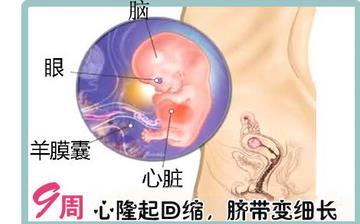 【怀孕9周】早孕9周症状_怀孕9周胎儿图片_怀孕9周吃什么补身体