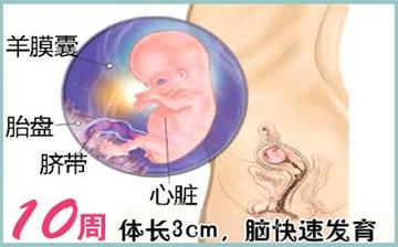 【怀孕10周】早孕10周症状_怀孕10周胎儿图片_怀孕10周吃什么补身体