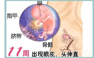 【怀孕11周】早孕11周症状_怀孕11周胎儿图片_怀孕11周吃什么补身体 【怀孕11周】早孕11周症状_怀孕11周胎儿图片_怀孕11周吃什么补身体