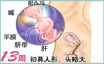 【怀孕13周】早孕13周症状_怀孕13周胎儿图片_怀孕13周吃什么补身体 【怀孕13周】早孕13周症状_怀孕13周胎儿图片_怀孕13周吃什么补身体