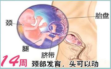 【怀孕14周】怀孕14周症状_怀孕14周胎儿图片_B超数据_怀孕14周吃什么补身体