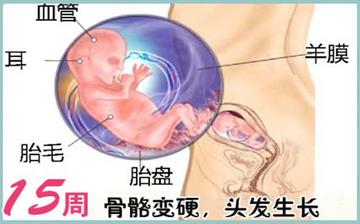 【怀孕15周】怀孕15周症状_怀孕15周胎儿图片_B超数据_怀孕15周吃什么补身体