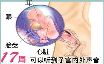 【怀孕17周】怀孕17周症状_怀孕17周胎儿图片_B超数据_怀孕17周吃什么补身体