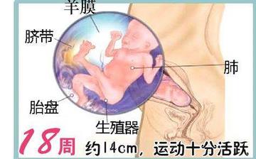 【怀孕18周】怀孕18周症状_怀孕18周胎儿图片_B超数据_怀孕18周吃什么补身体