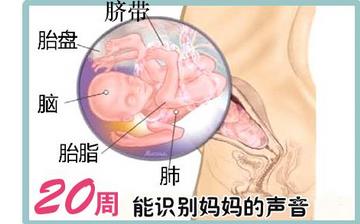 【怀孕20周】怀孕20周症状_怀孕20周胎儿图片_B超数据_怀孕20周吃什么补身体