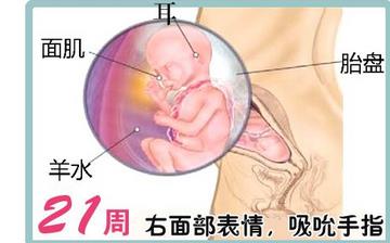 【怀孕21周】怀孕21周症状_怀孕21周胎儿图片_B超数据_怀孕21周吃什么补身体