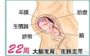【怀孕22周】怀孕22周症状_怀孕22周胎儿图片_B超数据_怀孕22周吃什么补身体 【怀孕22周】怀孕22周症状_怀孕22周胎儿图片_B超数据_怀孕22周吃什么补身体