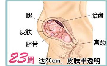 【怀孕23周】怀孕23周症状_怀孕23周胎儿图片_B超数据_怀孕23周吃什么补身体 【怀孕23周】怀孕23周症状_怀孕23周胎儿图片_B超数据_怀孕23周吃什么补身体