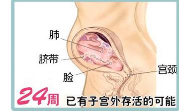 【怀孕24周】怀孕24周症状_怀孕24周胎儿图片_B超数据_怀孕24周吃什么补身体