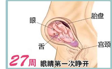 【怀孕27周】怀孕27周症状_怀孕27周胎儿变化_妈妈状态_怀孕27周注意事项 【怀孕27周】怀孕27周症状_怀孕27周胎儿变化_妈妈状态_怀孕27周注意事项