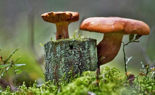 蘑菇能减肥？蘑菇减肥餐别错过