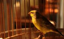 家里养鸟可以促进身心健康