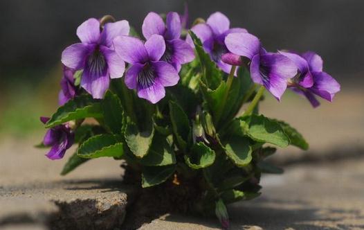 春季吃对养生菜一整年都很健康!