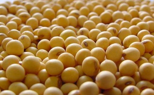 吃黄豆能不能减肥？