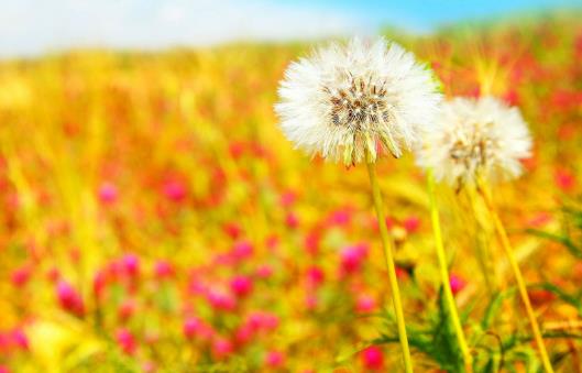 盘点能够当菜吃的中草药