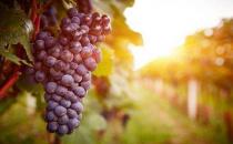 常吃紫色食物能延缓衰老