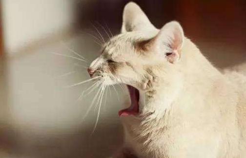 秋季上班总是打瞌睡怎么办？