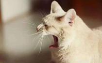 秋季上班总是打瞌睡怎么办？